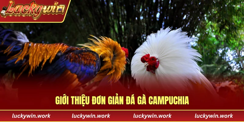 Giới thiệu đơn giản đá gà Campuchia